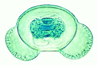 Mikropräparat - Pinus, Kiefer, Pollenkörner mit Luftsäcken, total