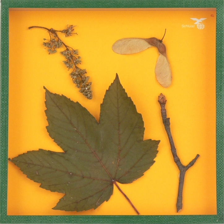 Objektkasten Bergahorn, 18 x 18cm