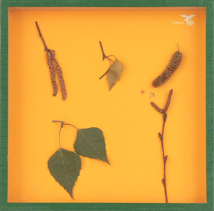 Objektkasten Birke, 18 x 18cm