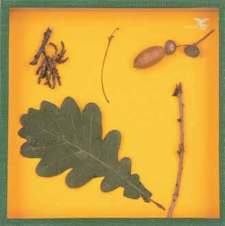 Objektkasten Eiche, 18 x 18cm