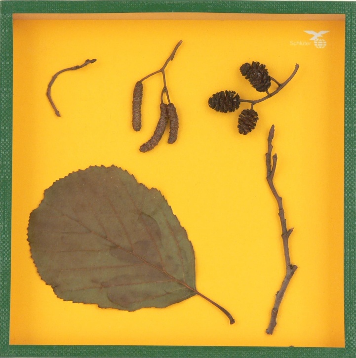 Objektkasten Erle, 18 x 18cm