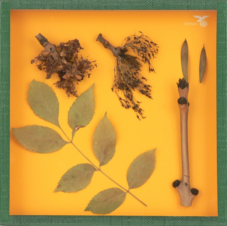 Objektkasten Esche, 18 x 18cm