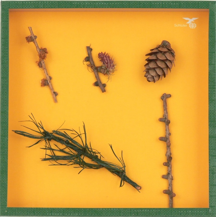 Objektkasten Lärche, 18 x 18cm