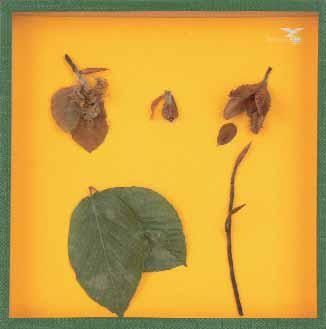 Objektkasten Rotbuche, 18 x 18cm