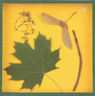 Objektkasten Spitzahorn, 18 x 18cm