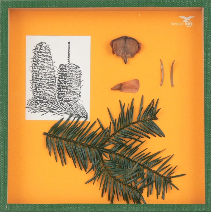 Objektkasten Tanne, 18 x 18cm