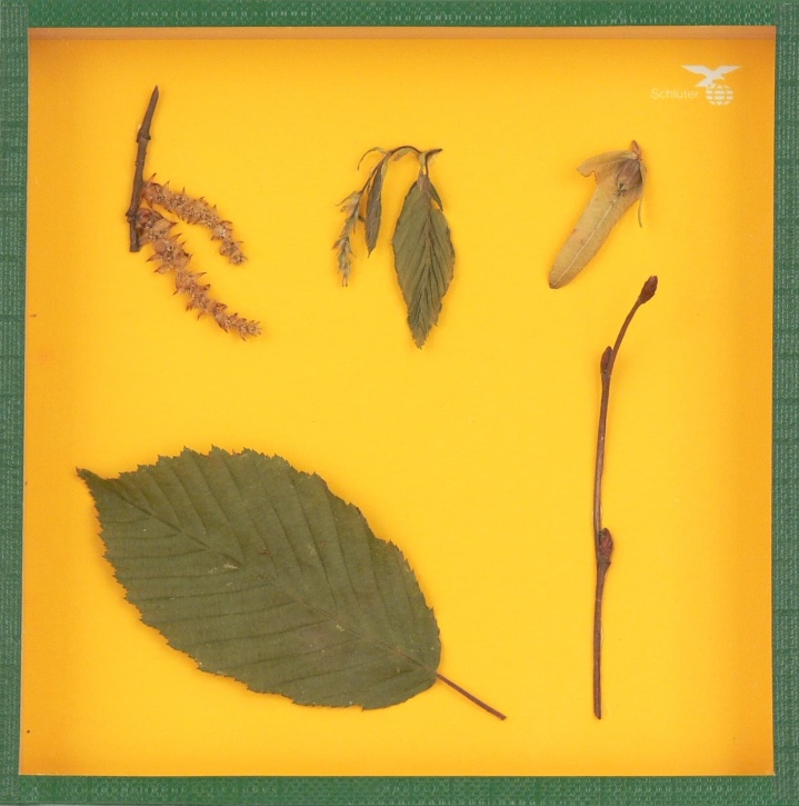 Objektkasten Weißbuche, 18 x 18cm