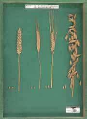 Objektkasten Getreide I, 33x24cm