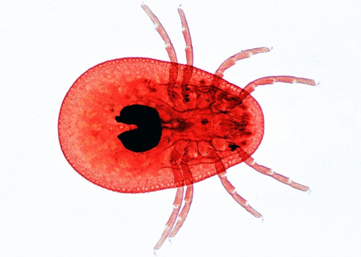 Mikropräparat - Ixodes sp., Zecke, Imago, Totalpräparat