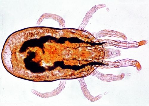Mikropräparat Dermanyssus gallinae, Hühnermilbe