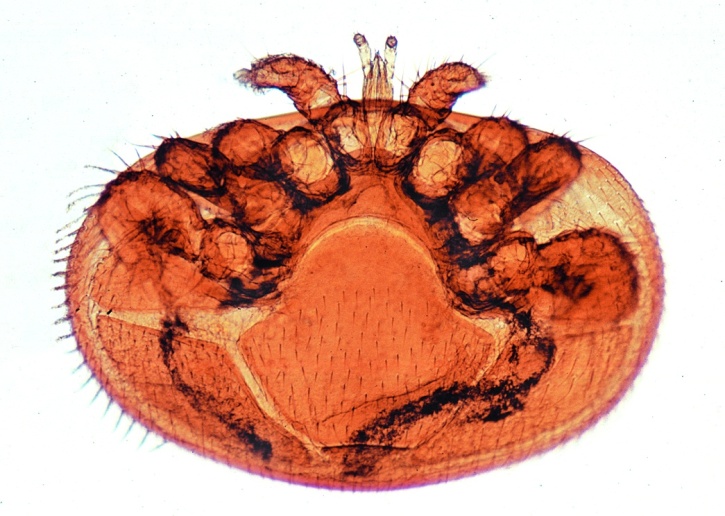 Mikropräparat - Acarapis woodi, Varroa, Milbenseuche der Biene, Totalpräparat