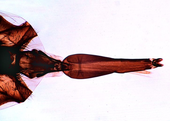 Mikropräparat - Stomoxys calcitrans, Wadenstecher, stechend-saugende Mundwerkzeuge, total
