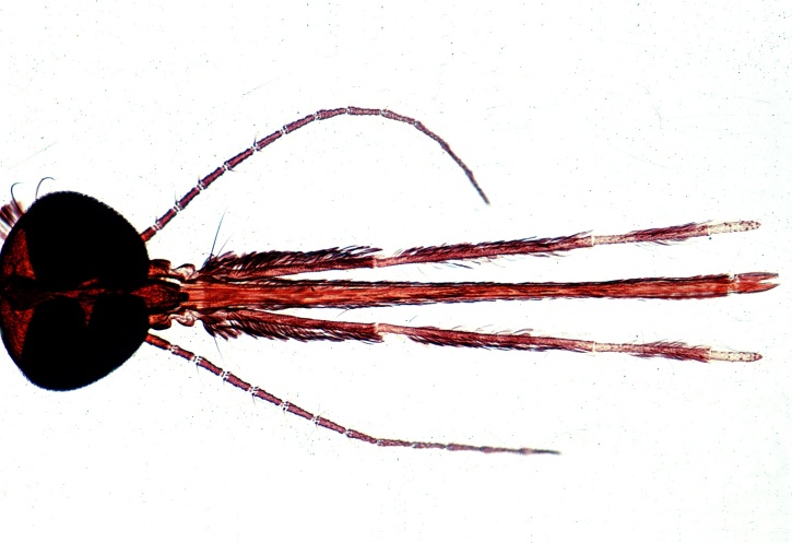 Mikropräparat - Anopheles, Malariamücke, Kopf und Mundteile vom Weibchen, total