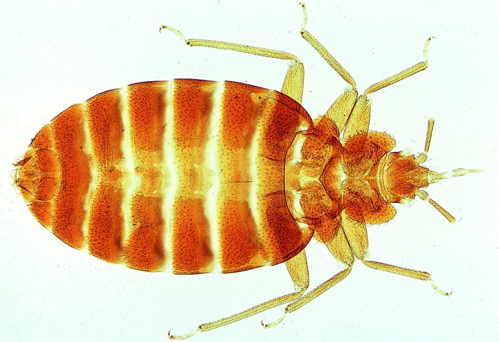 Mikropräparat - Cimex lectularius, Bettwanze, Totalpräparat