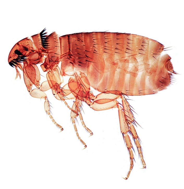 Mikropräparat - Ctenocephalus canis, Hundefloh, Totalpräparat