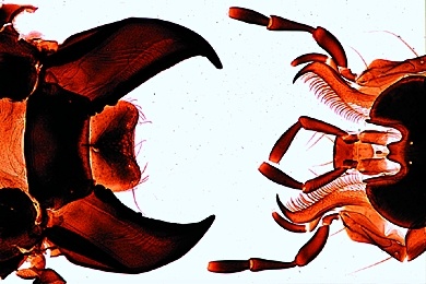 Mikropräparat - Carabus sp., Laufkäfer, beißende Mundwerkzeuge eines Räubers