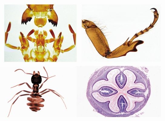 Mikropräparate - Insekten, Ergänzungsserie, 36 Präparate, Erweiterung von Serie 4300lie