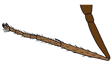 Mikropräparat - Schmetterling, Schreitbein total