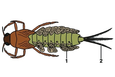 Mikropräparat - Caenis sp., Eintagsfliege, Larve mit Tracheenkiemen, total