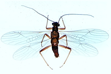 Mikropräparat - Nemura sp., Steinfliege, Imago total