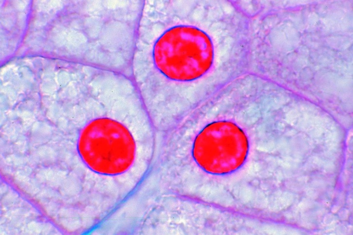 Mikropräparat - Leber vom Salamander, quer, Einfache Tierzellen