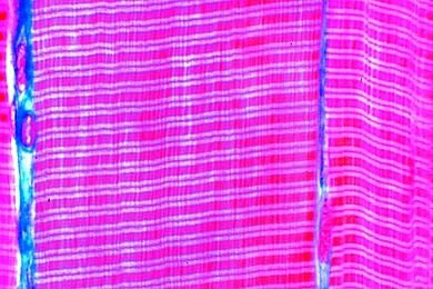 Mikropräparat - Quergestreifte Muskeln vom Säugetier, längs