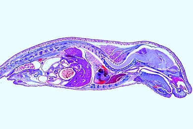 Mikropräparat - Junge Maus, ganzes Tier sagittal längs, Übersichtspräparat