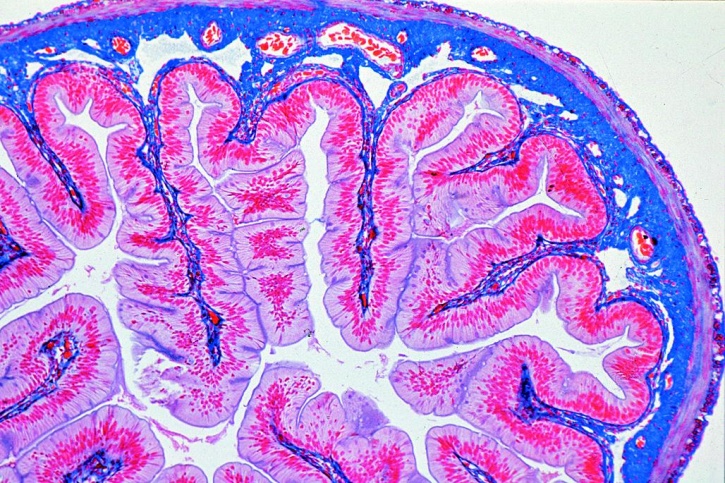 Mikropräparate - Stoffwechsel, Serie II, 15 Präparate