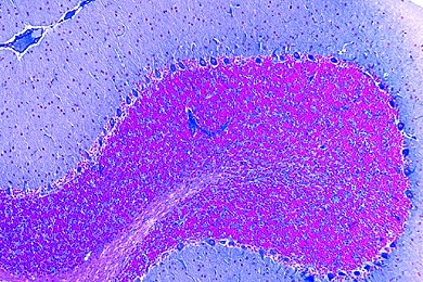 Mikropräparat - Kleinhirn vom Säugetier, quer, Routinefärbung Mikropräparat - Kleinhirn vom Säugetier, quer, Routinefärbung