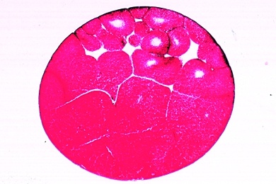 Mikropräparat - Froschentwicklung, Morula-Stadium, längs Mikropräparat - Froschentwicklung, Morula-Stadium, längs