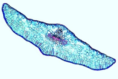 Mikropräparat - Gesunde Tannennadel, quer