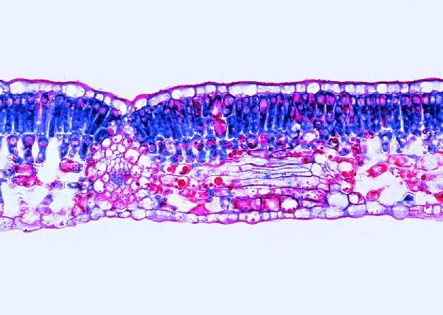 Mikropräparat - Gesundes Buchenblatt, quer