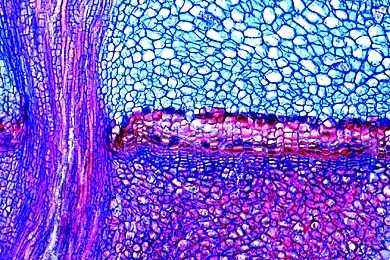 Mikropräparat - Vorzeitiger Blattabwurf am Blattgelenk, längs, Streusalzschaden