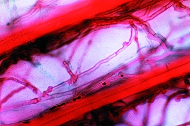 Mikropräparat - Baumschwamm (Polyporus), Schnitt durch den Fruchtkörper