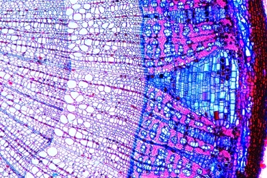 Mikropräparat - Holz mit weiten Jahresringen, quer. Normales Wachstum