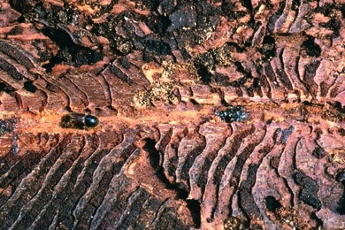 Mikropräparat - Baumrinde mit Fraßgängen vom Borkenkäfer, quer