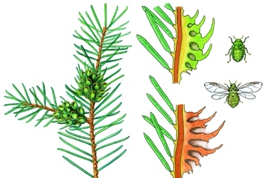 Mikropräparat - Fichtentrieb mit Ananasgalle, verursacht durch die Fichtenlaus, Schnitt