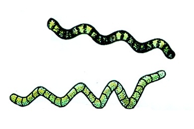 Mikropräparat - Korkenzieheralge (Spirulina), schraubige Blaualgen häufig in Bitterseen