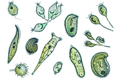 Mikropräparat - Wimpertierchen (Ciliaten), verschiedene Arten aus nährstoffreichem Gewässer. Bakterienfresser Mikropräparat - Wimpertierchen (Ciliaten), verschiedene Arten aus nährstoffreichem Gewässer. Bakterienfresser