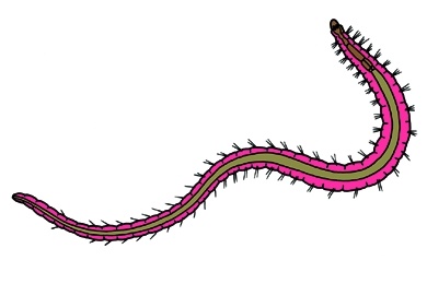 Mikropräparat - Schlammröhrenwurm (Tubifex), Bewohner des Faulschlamms Mikropräparat - Schlammröhrenwurm (Tubifex), Bewohner des Faulschlamms