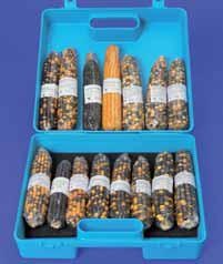 Schlüter Biokit: Maiskolben zur Darstellung der Mendelschen Regeln