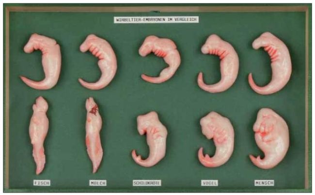 Schaukasten: Wirbeltierembryonen im Vergleich