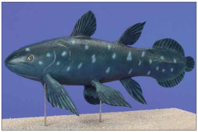 Naturabguss-Modell: Quastenflosser, Latimeria