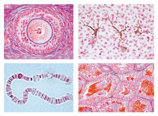 Mikropräparate - Die Tierzelle, Ausgewählte Präparate zur Zellenlehre, 12 Präparate mit Begleittext