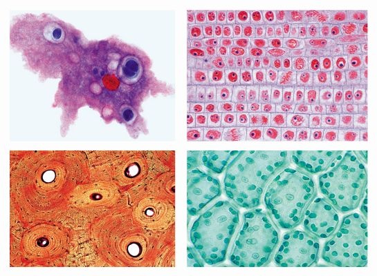 Mikropräparate - Schulserie A (Grundserie). 25 Präparate, Zoologie, Bakterien und niedere Pflanzen, Blütenpflanzen