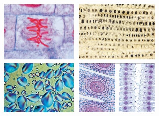 Mikropräparate - Die Pflanzenzelle, 12 ausgewählte Präparate zur Zellenlehre, mit Begleittext