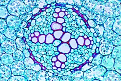 Mikropräparat - Ranunculus, Hahnenfuß, Wurzel einer zweikeimblättrigen Pflanze, quer, Zentralzylinder