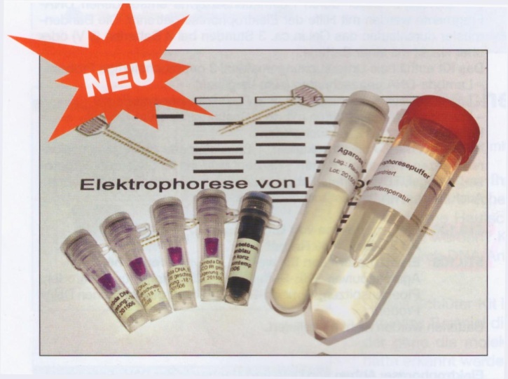 Experimentierkit Elektrophorese von Lambda-DNA Experimentierkit Elektrophorese von Lambda-DNA