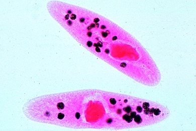Mikropräparat - Paramaecium, Nahrungsvakuolen, Darstellung durch Tuschefütterung, Kernfärbung
