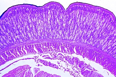 Mikropräparat - Regenwurm, Clitellum (Gürtel), quer. Drüsenbildung